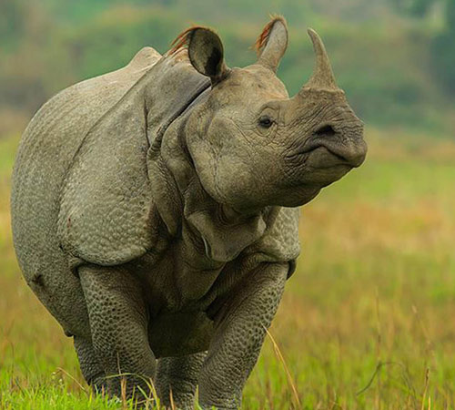 Best guwahati Wildlife Tour